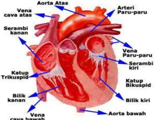 Gambar Jantung