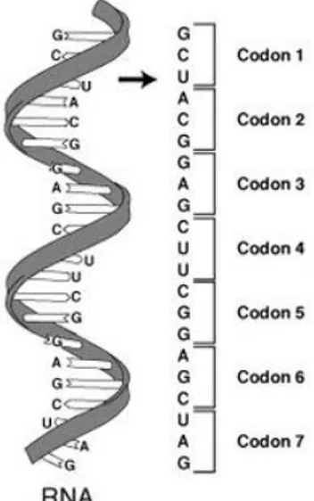 Gambar 16. mRNA dengan Codon  (Kodon) 