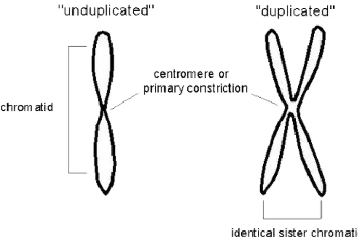 Gambar  2.  Struktur  Kromosom:  unduplicated   berarti  belum  mengalami duplikasi;  duplicated  berarti sudah mengalami duplikasi  dan memiliki kromatid kembar (identical sister chromatid).