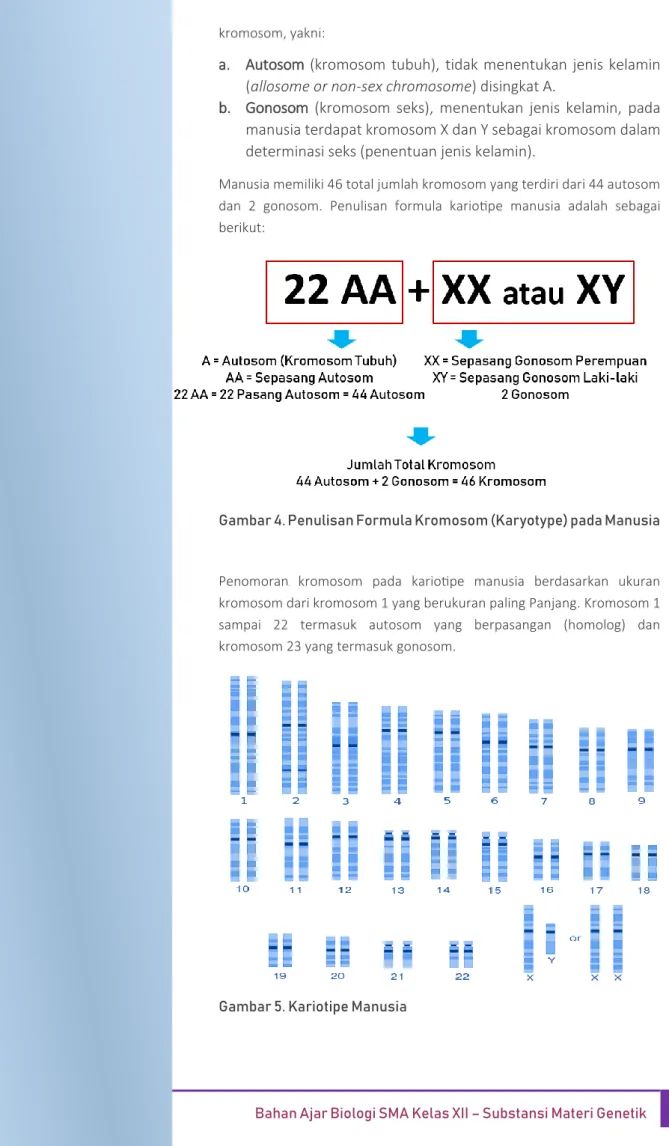 Gambar 4. Penulisan Formula Kromosom (Karyotype) pada Manusia 