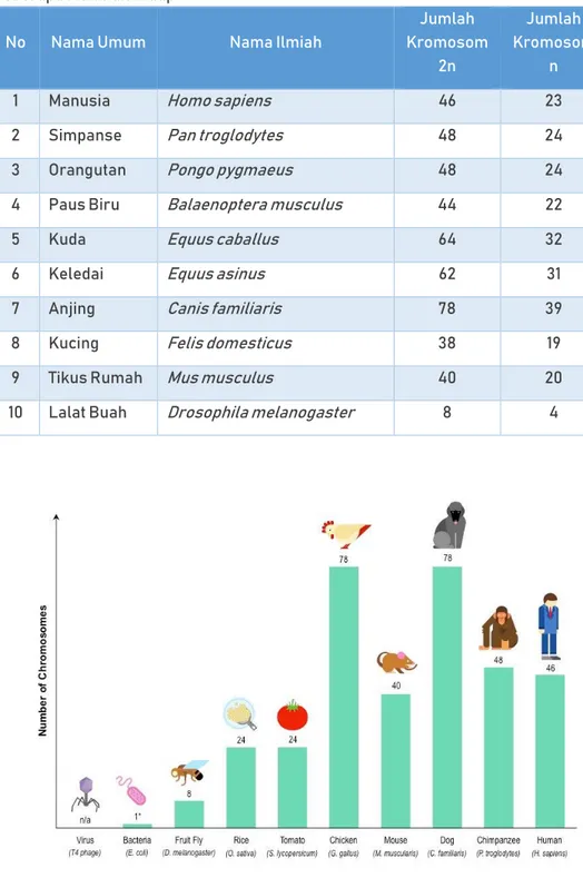 Gambar 6. Grafik Perbandingan Jumlah Kromosom pada Beberapa  Makhluk Hidup 