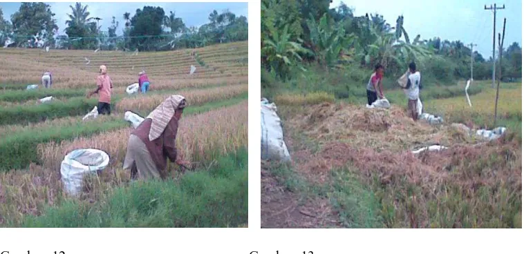 Gambar: 12 Proses memotong padi 