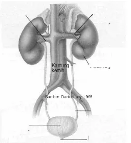 Gambar 1.1Susunan sistem urin manusia