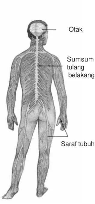 Gambar 3.5Bagian-bagian  sistem saraf
