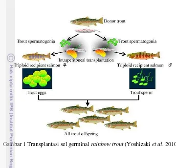 Gambar 1 Transplantasi sel germinal rainbow trout (Yoshizaki et al. 2010a) 