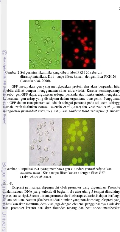 Gambar 2 Sel germinal ikan nila yang diberi label PKH-26 sebelum 