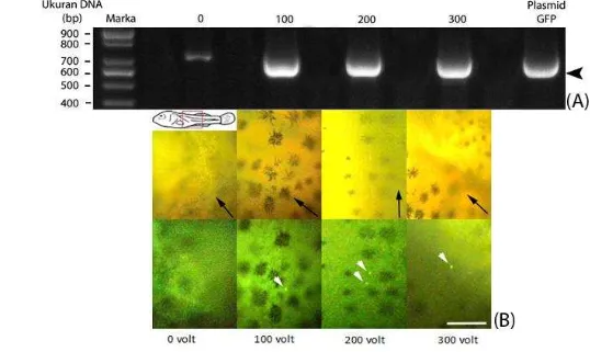 Gambar 7 (A) Elektroforegram produk PCR dari sel yang dielektroporasi dengan tegangan listrik 0, 100, 200, 300 volt dan plasmid GFP
