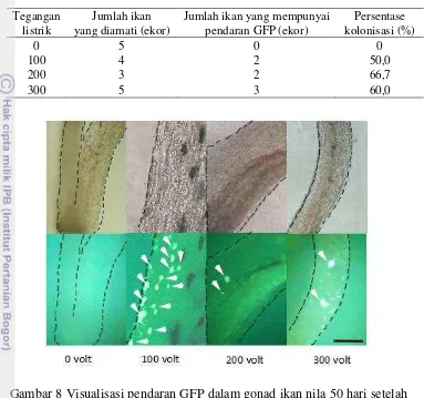 Gambar 8 Visualisasi pendaran GFP dalam gonad ikan nila 50 hari setelah 