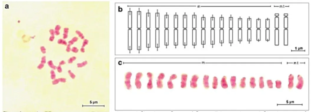 Gambar 1. Kromosom Limonia acidissima 2n = 18. a. Limonia acidissima pada          fase metafase; b