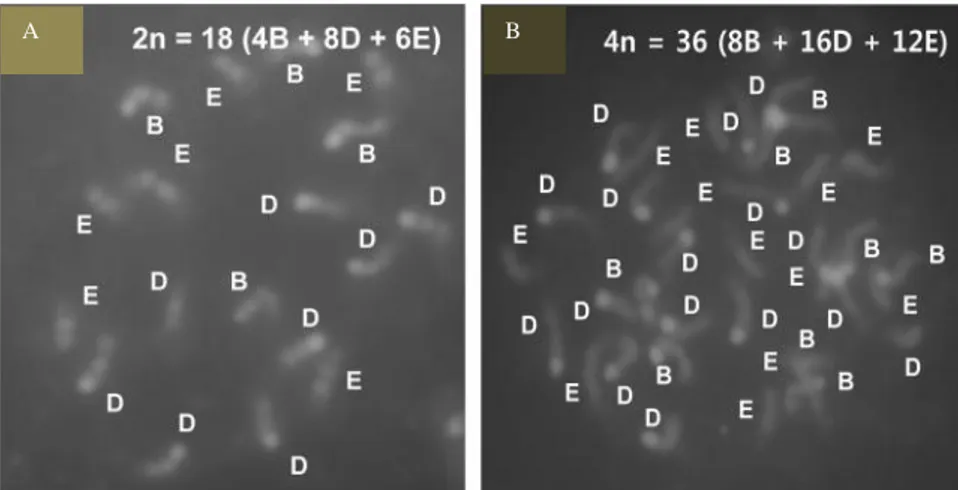 Gambar 3. Komparasi kromosom Citrus trifoliata: a. Kromosom diploid     2n=18 menggunakan analisis CMA; b