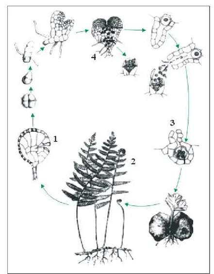 Gambar no. 4 pada skema pergiliran keturunan tumbuhan paku, fungsinya adalah menghasilkan ......