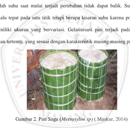 Gambar 2. Pati Sagu (Metroxylon sp) ( Maskur, 2014)  2.3 Metode Pembuatan Es Krim  