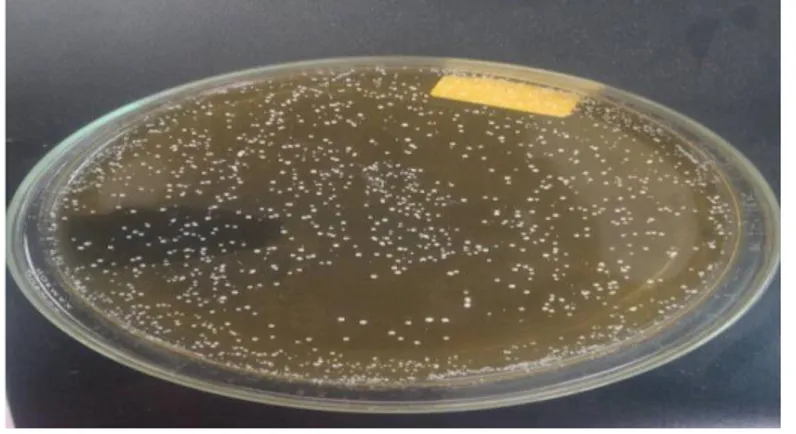 Gambar 3. Koloni bakteri yang tumbuh pada MRSA  Tabel 1. Hasil pengamatan morfologi koloni BAL yang tumbuh pada MRSA 