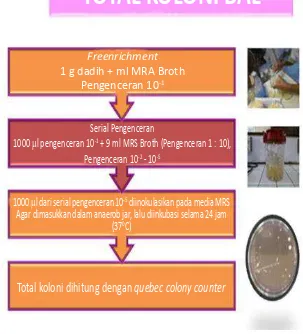 Gambar 31. Skema Metode Total Koloni BAL. Sumber Purwati dkk. (2010).