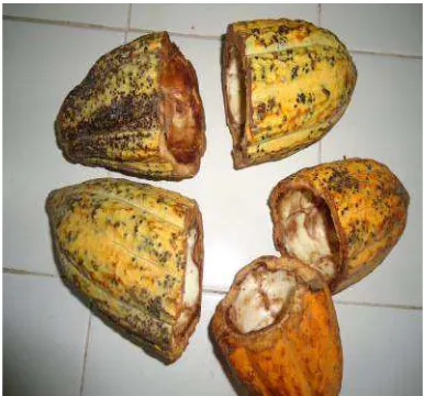 Gambar 4. Kulit buah kakao (Dokumentasi Nuraini, 2015)