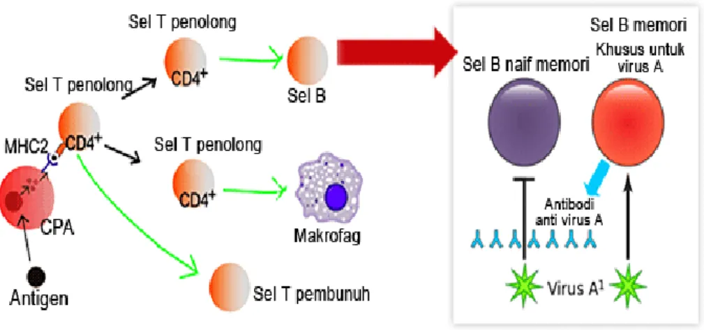Gambar 15. Mekanisme Limfosit T dan Limfosit B 