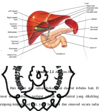 Gambar 2.1 Anatomi Hati 