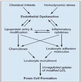 Gambar 2.2 Disfungsi endotel sebagai tahap awal pembentukan plak (Libby, 2002) 