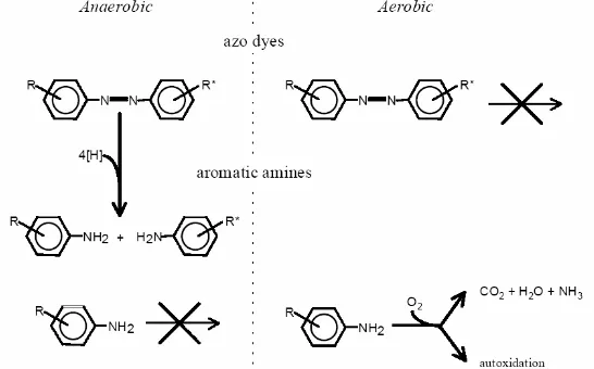 Gambar 2. Pemutusan zat warna azo dan amina aromatik pada pengolahan anaerob-aerob Sumber : Van der Zee, 2002 