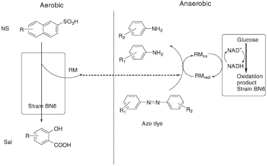 Gambar 3. Mekanisme pemutusan azo melalui mediator redoks oleh Strain BN6  Sumber: (Pandey, 2007)