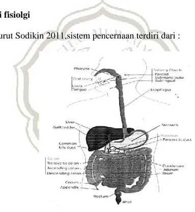 Gambar 2.1 sistem pencernaan pada manusia menurut Sodikin (2011).  1.   Mulut  