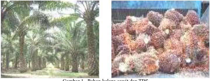 Gambar 1.  Pohon kelapa sawit dan TBS        Sumber: www.google.com 