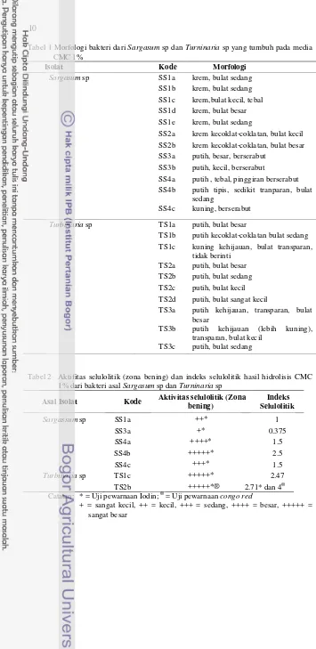 Tabel 1 Morfologi bakteri dari Sargasum sp dan Turninaria sp yang tumbuh pada media  