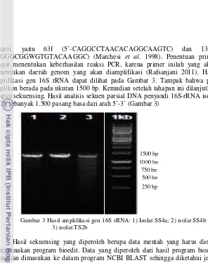 Gambar 3 Hasil amplifikasi gen 16S rRNA: 1) Isolat SS4a; 2) isolat SS4b dan 