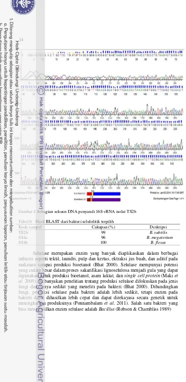 Gambar 4 Sebagian sekuen DNA penyandi 16S-rRNA isolat TS2b 