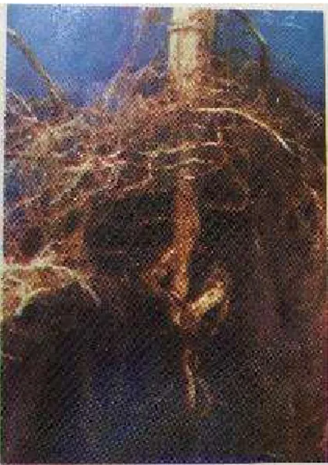 Gambar  4.  Tanaman  Kopi  yang  Tumbuh  Kerdil  dan  Berdaun  Khlorosis  Digali,  Ternyata Tanaman Tersebut Akar Tunggangnya Bengkok