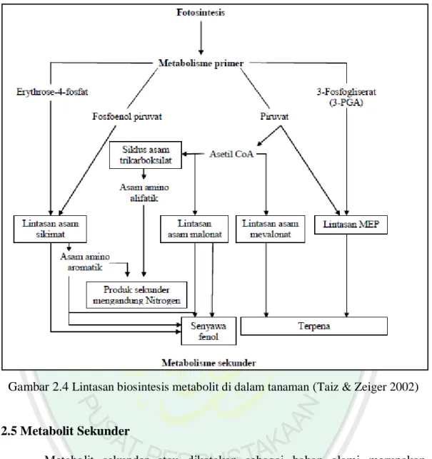 Gambar 2.4 Lintasan biosintesis metabolit di dalam tanaman (Taiz &amp; Zeiger 2002) 