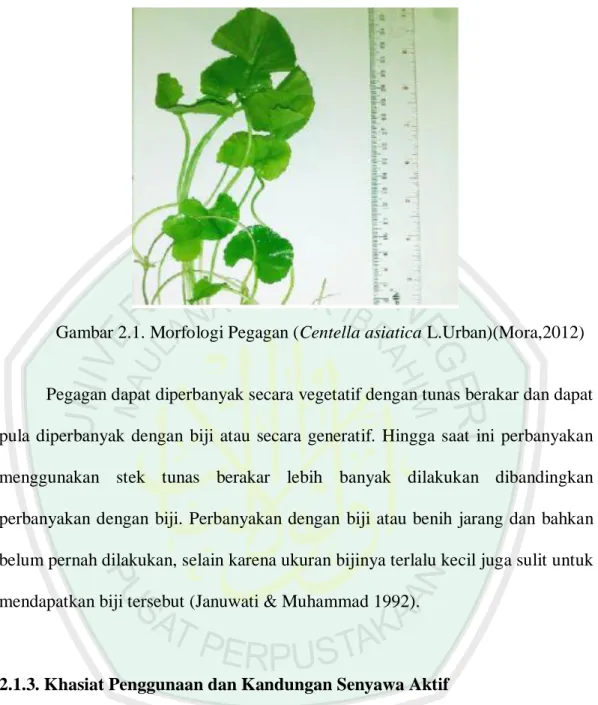 Gambar 2.1. Morfologi Pegagan (Centella asiatica L.Urban)(Mora,2012) 
