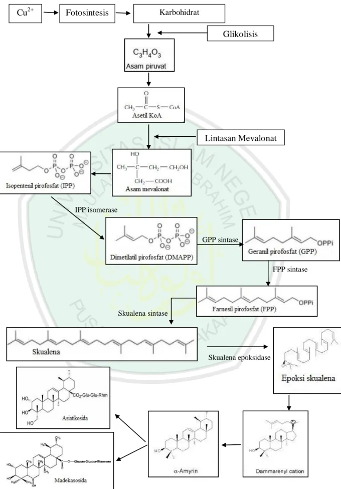 Gambar 2.7 Biosintesis Senyawa Asiatikosida dan Madekasosida (James,2009)Glikolisis 