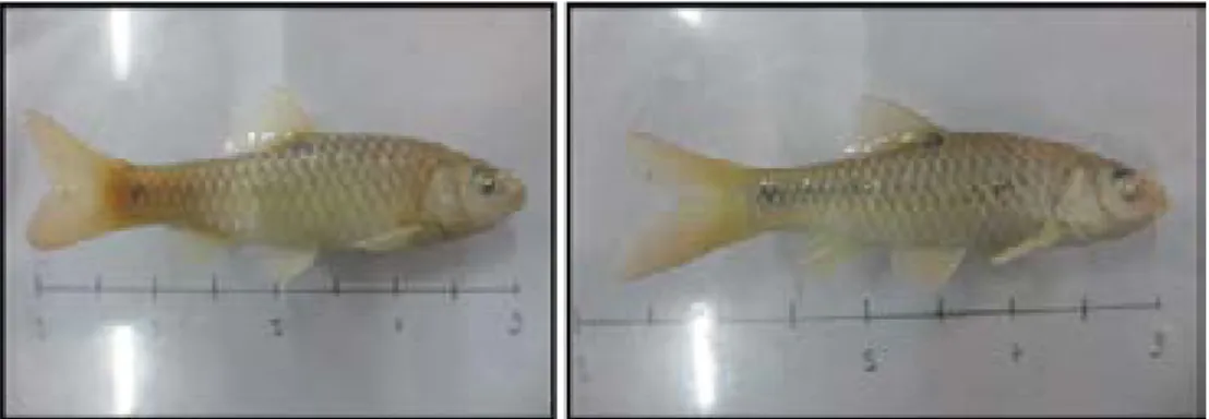 Gambar 5. Ikan wader cakul Barbodes binotatus.