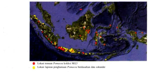 Gambar 6. Peta sebaran keong mas Pomacea di Indonesia Tabel 1. Habitat 4 jenis Keong mas