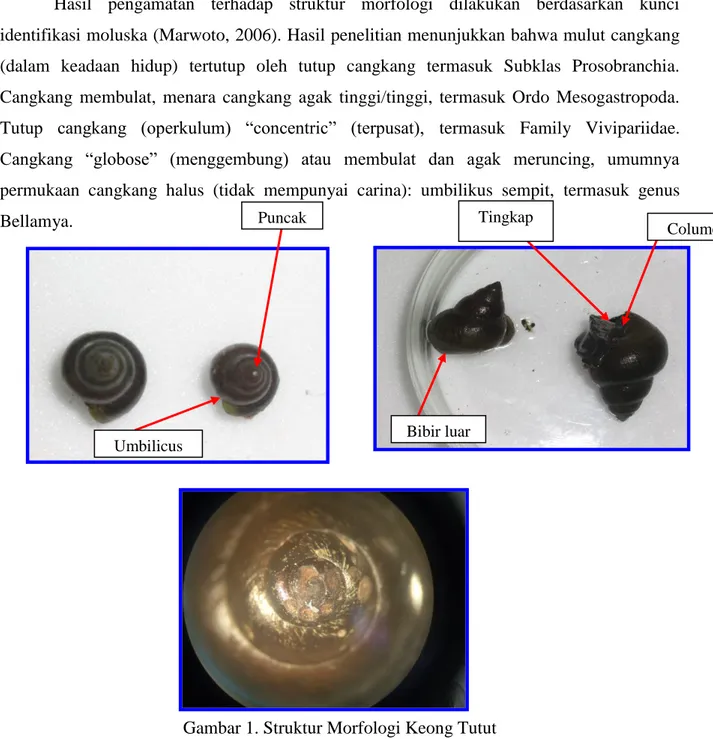 Gambar 1. Struktur Morfologi Keong Tutut  Tingkap 