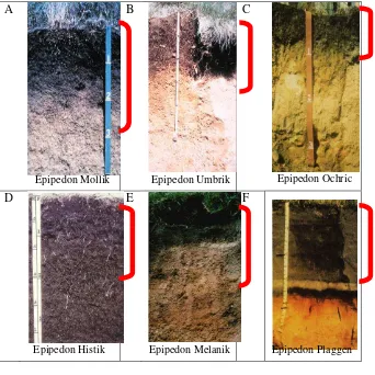 Gambar 2.2.  Perbedaan  morfologi beberapa epipedon penciri            (Gambar dari Soil Survey Staff, 1999) 