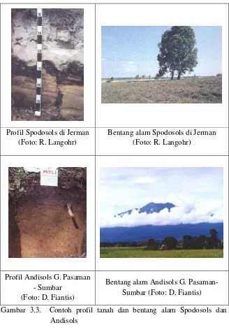 Gambar 3.3.  Contoh profil tanah dan bentang alam Spodosols dan 