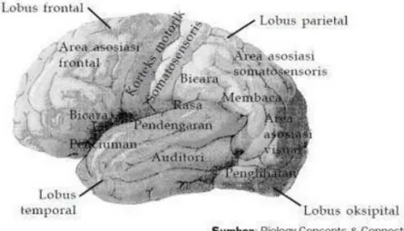 Gambar 2.12 Pembagian Fungsi pada Otak Besar