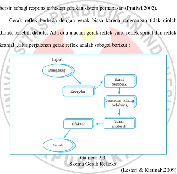 Gambar 2.3  Skema Gerak Refleks 