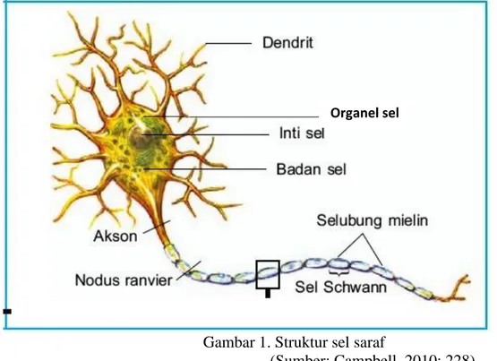Gambar 1. Struktur sel saraf  