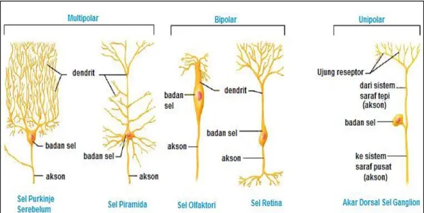 Gambar 2. Sel saraf berdasarkan strukturnya  (Sumber: Marieb &amp; Hoehn, 2010: 393)  2)  Berdasarkan fungsinya 