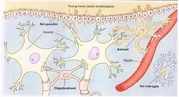 Gambar 4. Macam-macam neuroglia (Sel-sel glia)  (Sumber: Sherwood, 2011: 148) 