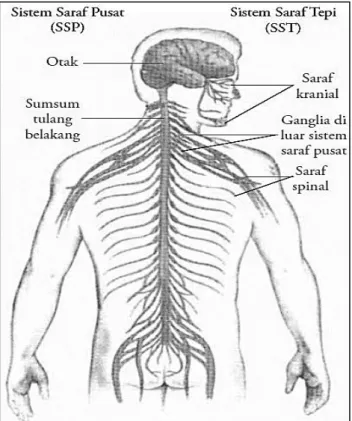 Gambar 5. Bagian sistem saraf pusat dan sistem saraf tepi  (Sumber: Campbell, 2010: 238) 
