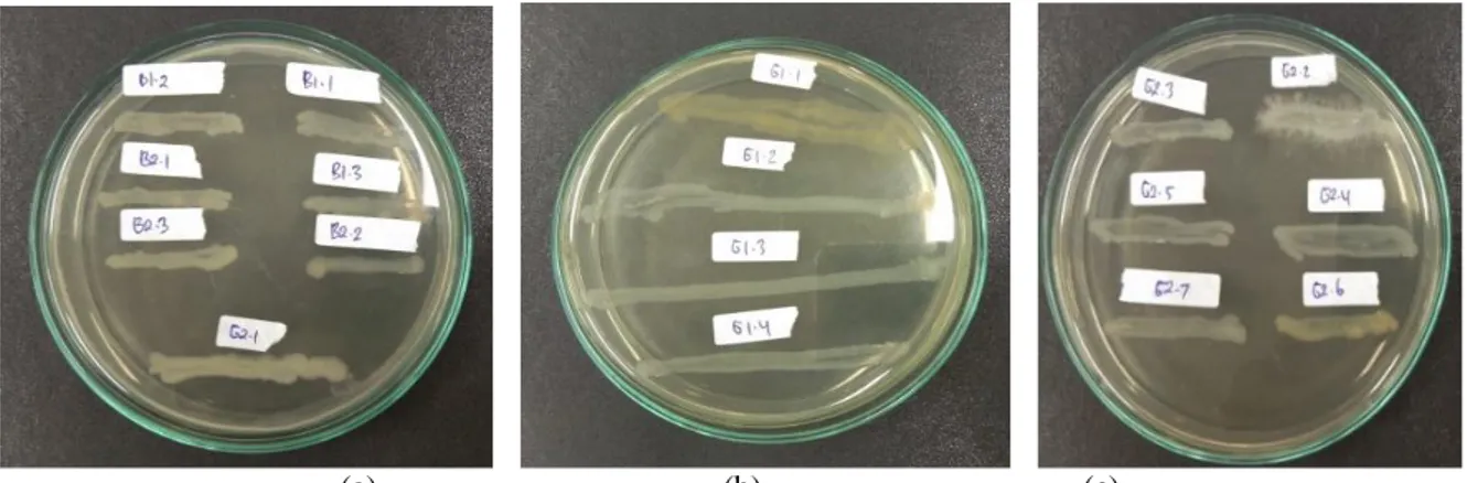Gambar 1. Hasil foto pengamatan morfologi koloni bakteri (a). sampel B1 &amp; B2, (b)