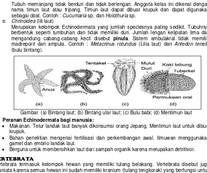 Gambar  (a) Bintang laut; (b) Bintang ular laut; (c) Bulu babi; (d) Mentimun laut 