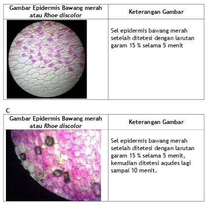 Gambar Epidermis Bawang merah 