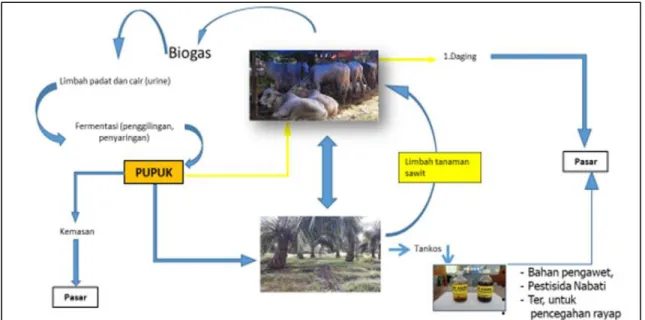 Gambar 2. Model Bio industry sapi-sawit di Provinsi Riau  C.  Teknologi  inovatif  Model  Pertanian 