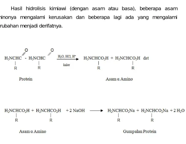 Gambar 2.2.  Reaksi  hidrolisis  protein  dengan  katalis  asam  dan  penggumpalan protein dengan alkali 