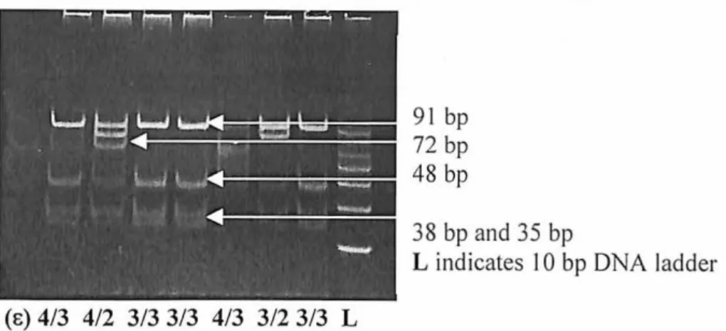 Figure  2:  Four  genotypes co mpri sing of  e4/3, e 4 / 2, e3 / 3 ,  a nd  e3 / 2. 